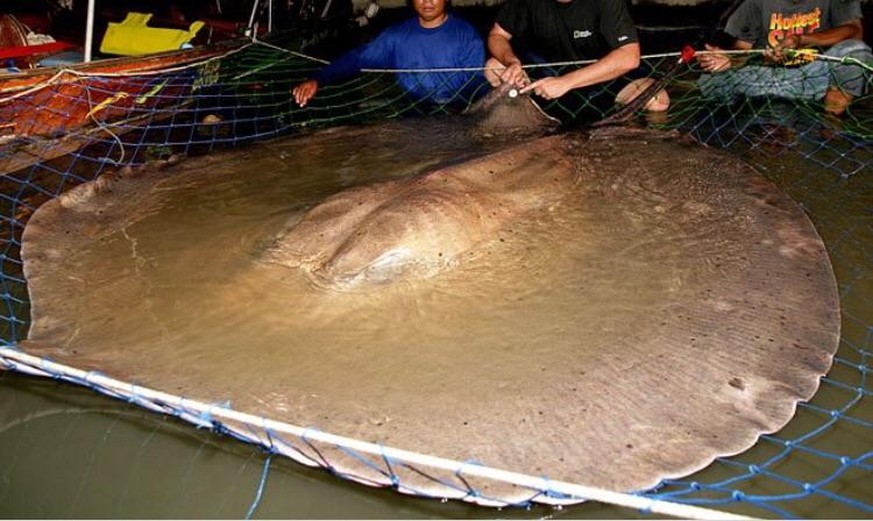 Der Riesen-Süsswasserstechrochen lebt vor allem im Mekong und kann bis zu 2,4 Meter Durchmesser erlangen.