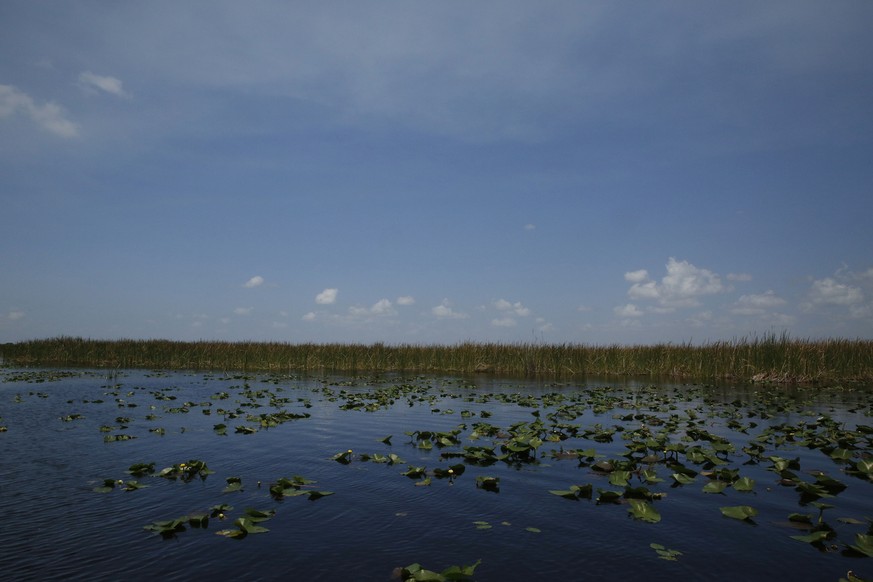 The everglades as seen on an airboat ride at the Everglades Holiday Park, on Monday, June 24, 2019 in Fort Lauderdale, Fla. (AP Photo/Brynn Anderson)