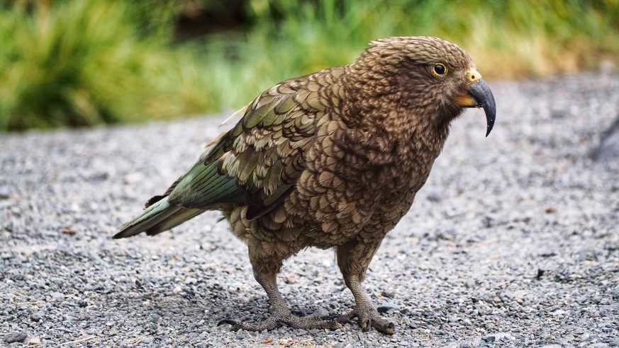 Kea Vögel Bird Neuseeland