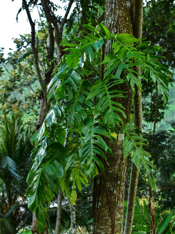 Jungle tree trunk with climbing Monstera (Monstera deliciosa), philodendron and forest orchid green leaves tropical foliage plants