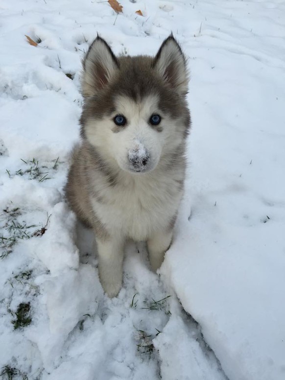 Herziger Hund im Schnee
Cute News
https://imgur.com/gallery/xEYAjj0