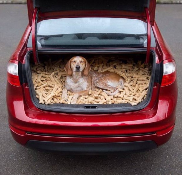 Hund in einem Kofferraum voller Knochen.
Cute News
https://imgur.com/t/aww/tcVBn