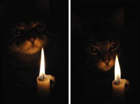 Katze mit Kerze
Cute News
https://funnyfoto.org/animal-tweets-23-funny-pics/10/