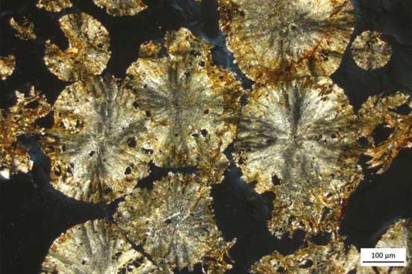 Dünnschliff von Siderit-​Kugeln aus Alaska unter dem Mikroskop.