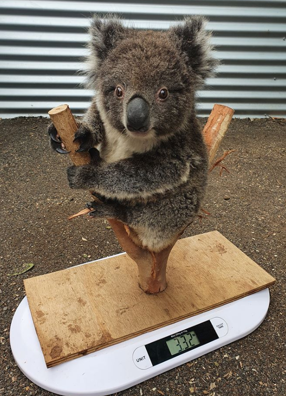 Koala wiegen.