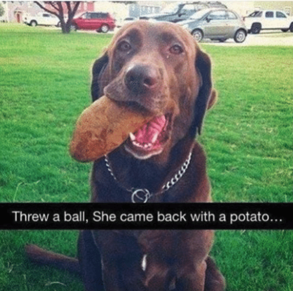 Hund mit Kartoffel
Cute News
https://me.me/i/my-spirit-animal-threw-a-ball-she-came-back-with-15776717