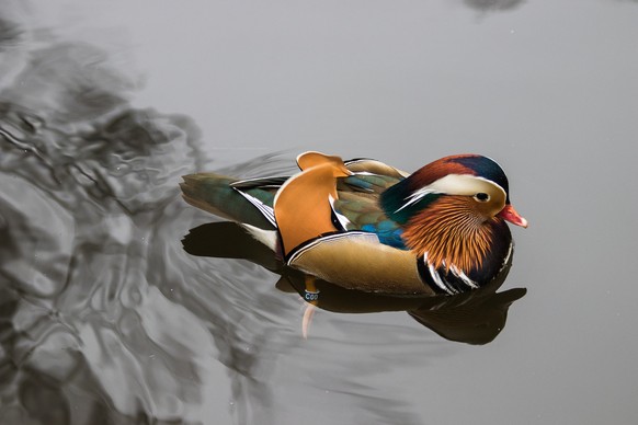 Mandarin Ente
Cute News
https://en.wikipedia.org/wiki/Mandarin_duck#/media/File:Buiobuione-mandarin-duck-warsaw.jpg