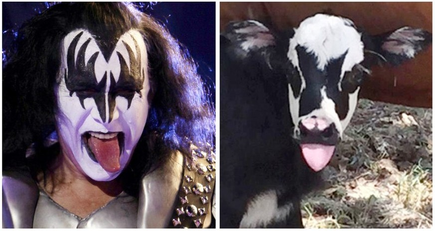 Verblüffende Ähnlichkeit: Der Kiss-Bassist Gene Simmons (links im Bild) und das Kälbchen «Genie».