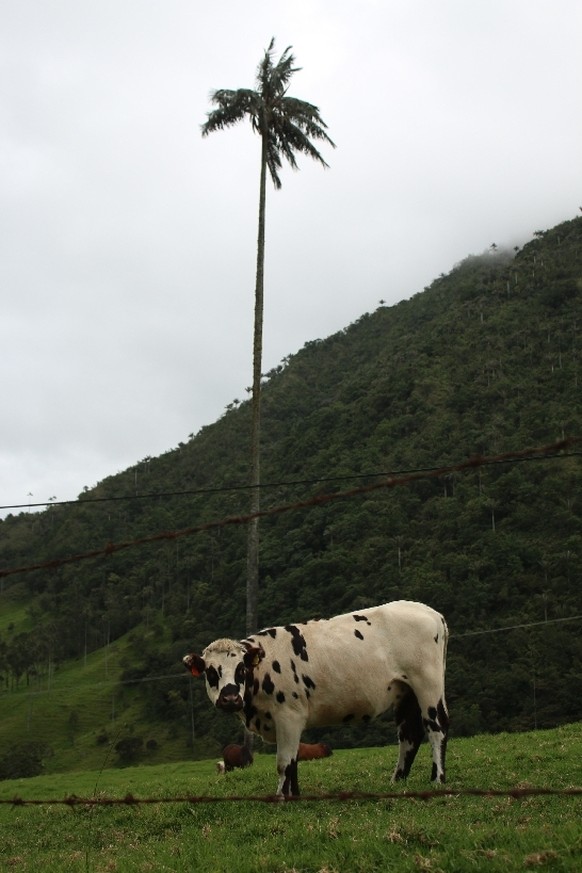 V wie Vaca Suiza: Was ich in Kolumbien feststellen musste: Kühe fühlen sich auch unter Palmen wohl.