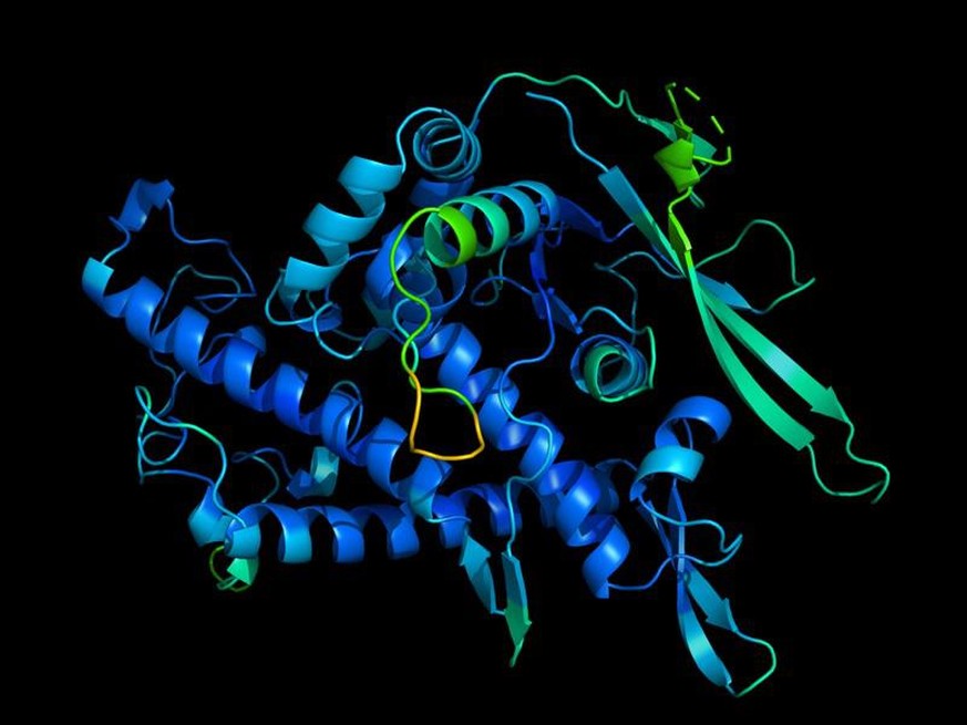 3D-Modelle eines Proteins.