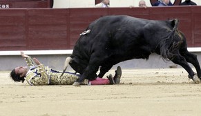 Torero David Mora hat gegen den Stier keine Chance. Erst später wird «Deslío» getötet.