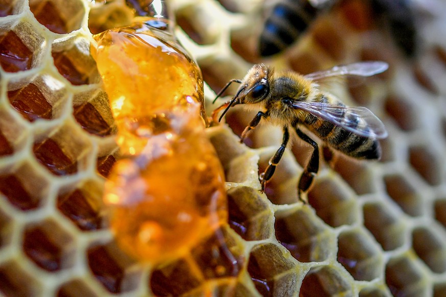 epa06925966 A bee feeding on honey from a honeycomb at the Bee Museum in Duisburg, Germany, 03 August 2018. Despite winter losses, the number of honeybees in Germany is not decreasing due to bee colon ...