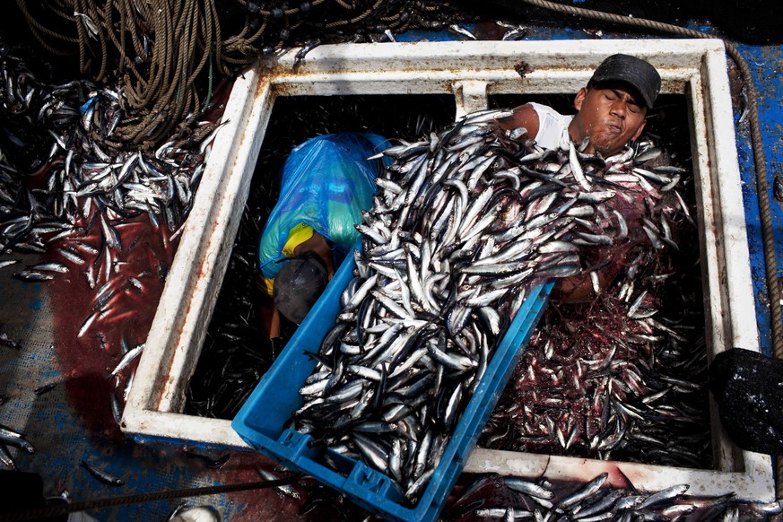 FILE - In this Dec. 7, 2012 file photo, Marvin Vega unloads a crate of anchovies from the holding area of a &quot;boliche,&quot; the Peruvian term for boats that are used by fishermen who fish with ne ...