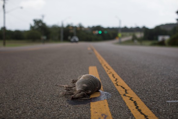 Totes Gürteltier auf gelben Streifen in der Mitte einer Strasse in Texas.