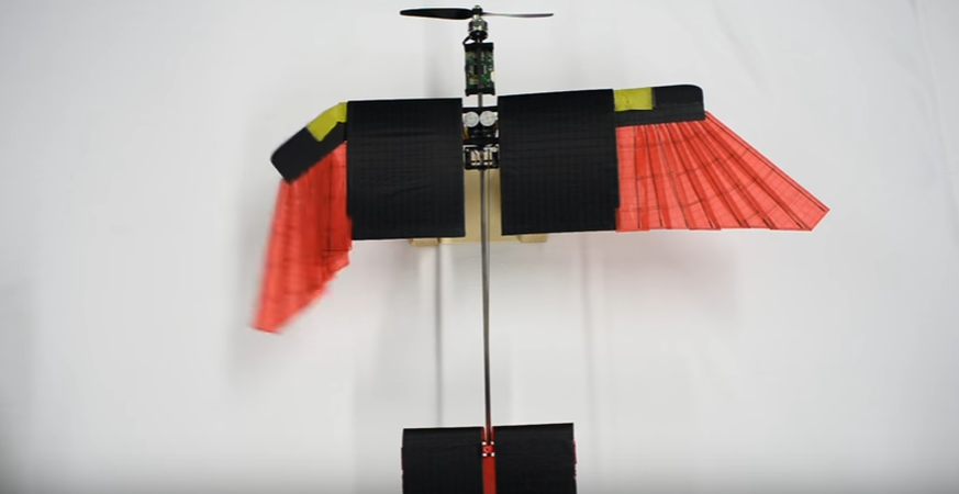 Die Drone der EPFL mit Federn und beweglichen Flügeln wie ein Vogel.