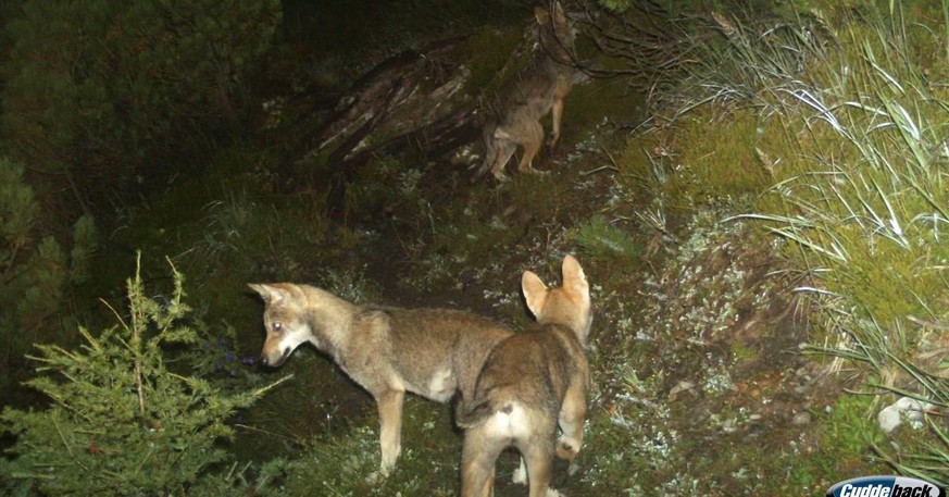 Das undatierte Bild aus einer Fotofalle zeigt Jungwölfe des Calandarudels, Jahrgang 2014.&nbsp;