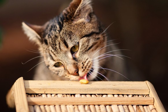 Katze beim Essen

https://pixabay.com/de/katze-im-freien-natur-haustier-1201267/