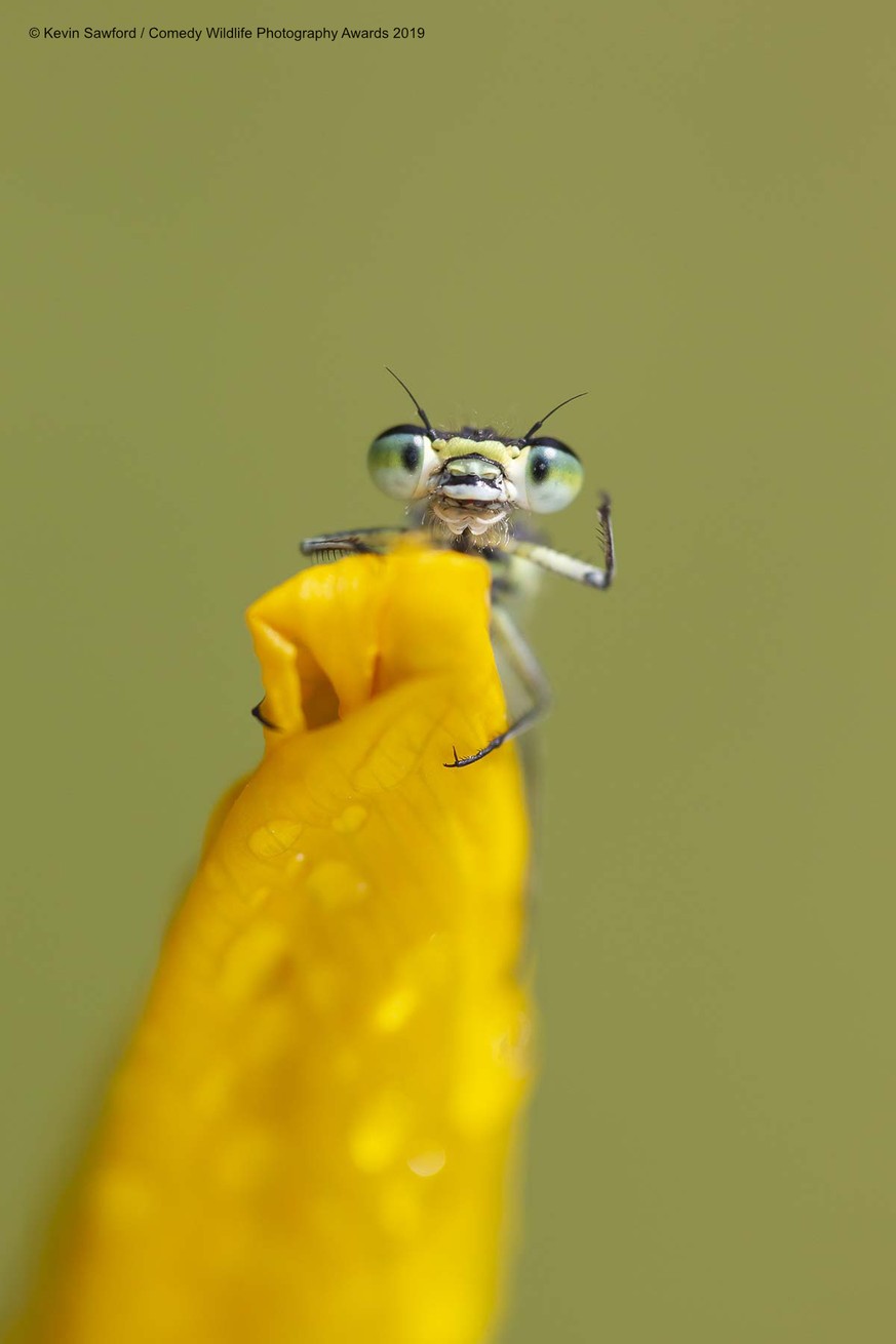 The Comedy Wildlife Photography Awards 2019
Kevin Sawford
Bury St. Edmunds
United Kingdom
Phone: 07810308874
Email: enquiries@kevinsawford.com
Title: Hello
Description: Early mornings are a great time ...