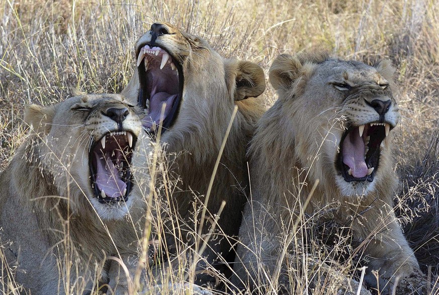 FILE- In this June 15, 2014 file photo, lions rest in the Madikwe Game Reserve, South Africa. The slaughter of more than fifty lions on a South African farm last week has increased scrutiny of the cou ...