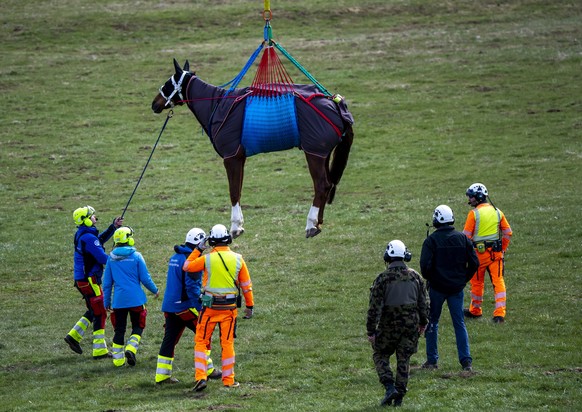 epa09124049 A Super Puma helicopter from the Swiss Air Force, carries a horse during an exercise in Saignelegier, Canton of Jura, Switzerland, 09 April 2021. The goal is to provide transportation and  ...