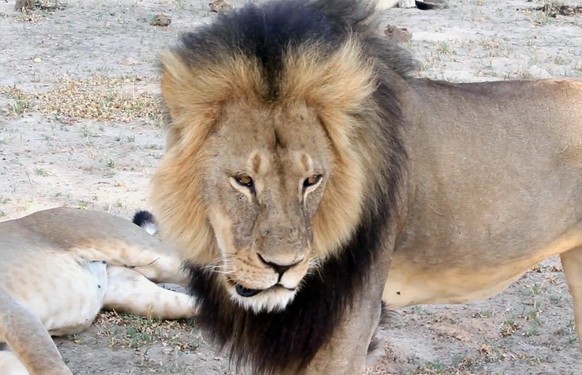 Löwe Cecil wurde von einem Zahnarzt erschossen.