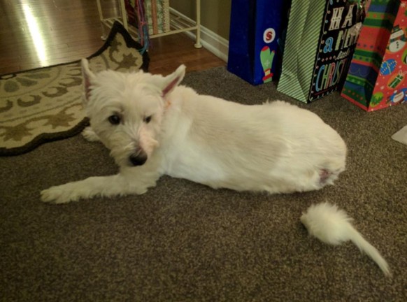 Es handelt sich um ein Katzenspielzeug. Und die kahle stelle hat der Hund selber verursacht, da er durch eine Allergie einen Juckreiz verspürt hat.