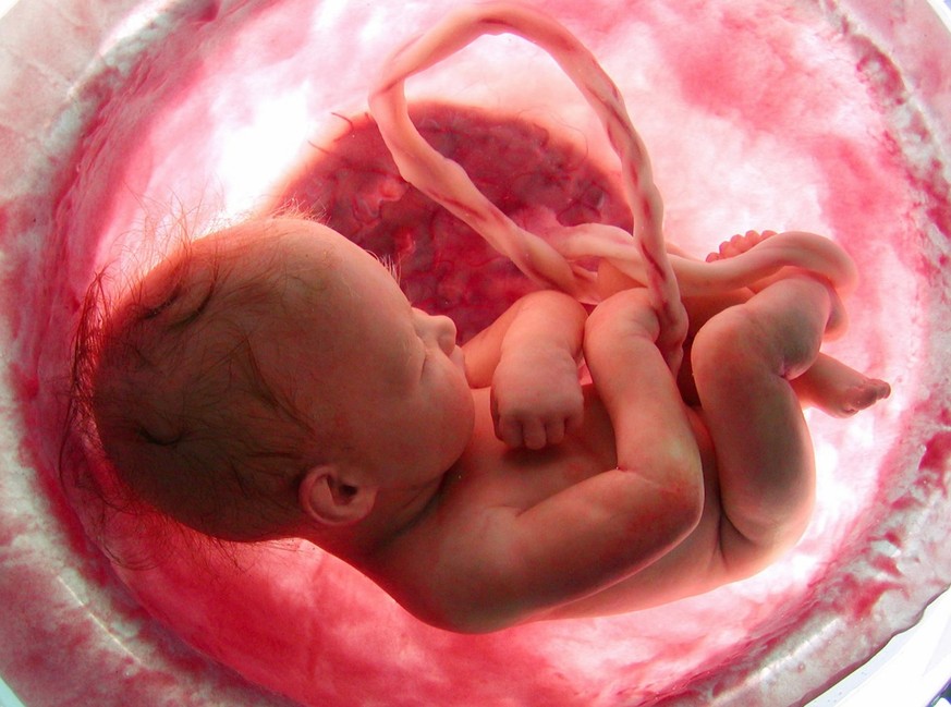 Modell eines Babys in der Gebärmutter: Wundersames Protein im Blut der Nabelschnur.&nbsp;