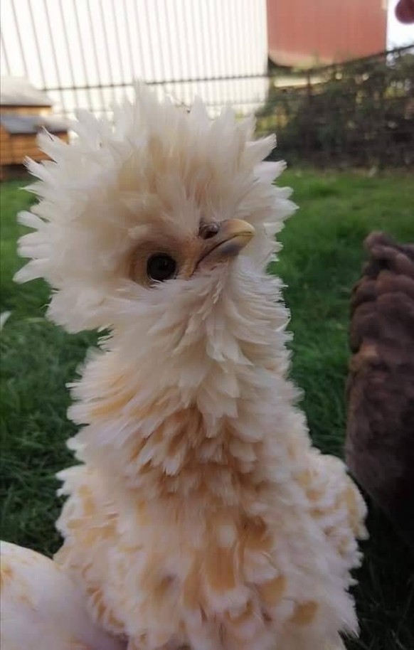 Flauschiges Huhn