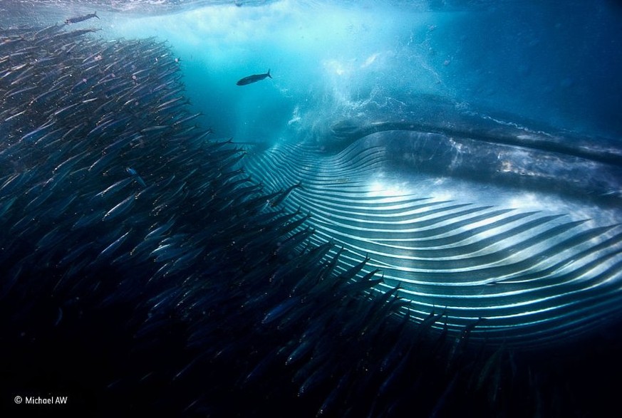 Under Water - WINNER
A whale of a mouthful - Michael AW - AUSTRALIA
A Bryde’s whale rips through a swirling ball of sardines, gulping a huge mouthful in a single pass. As it expels hundreds of litres  ...