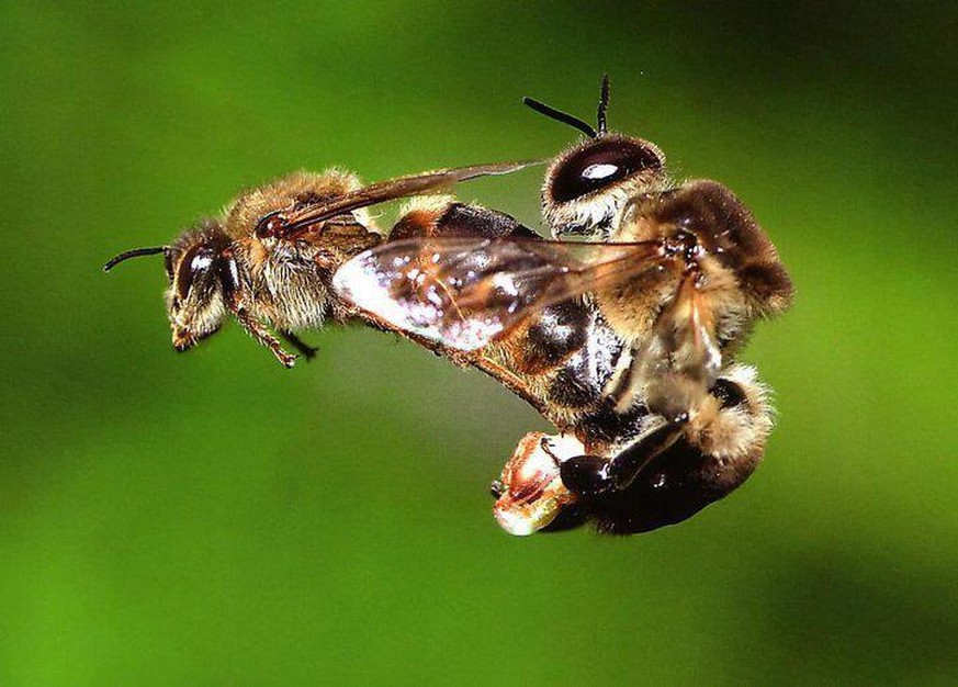 Honigbiene Drohne Königin Kopulation Begattung