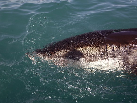 Angriffe von Haien sind in North Carolina selten. (Symbolbild)