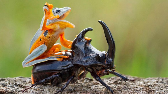 Frosch reitet auf Käfer

http://imgur.com/gallery/4MQLSTf